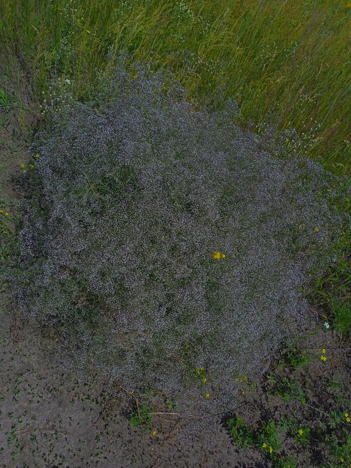 observation image