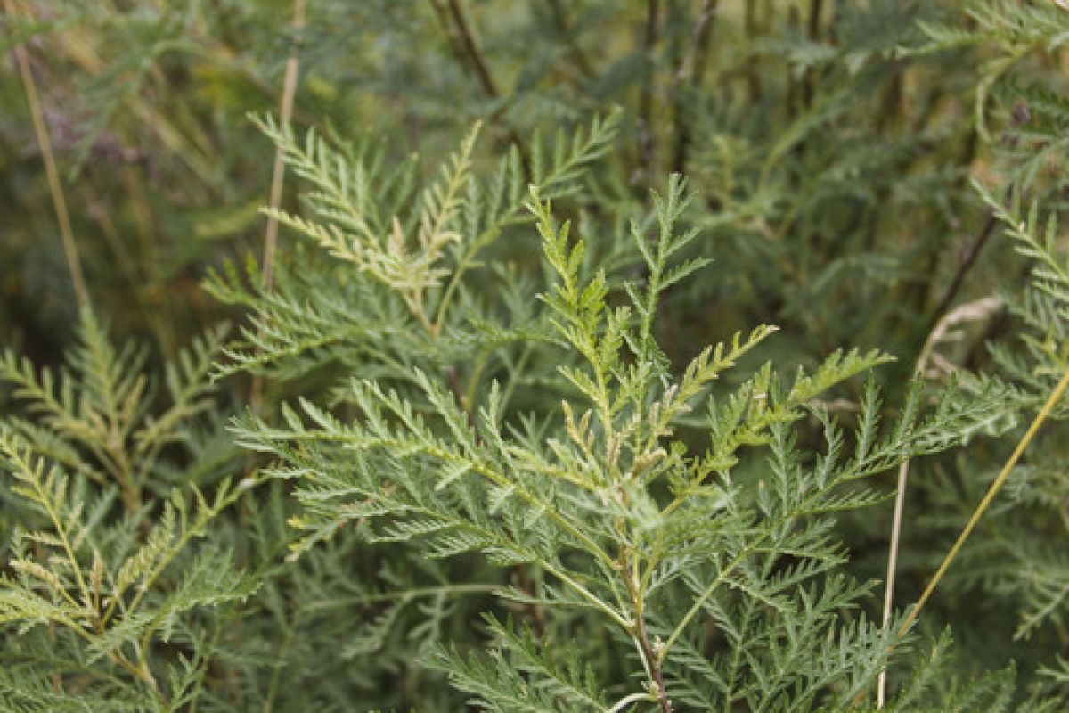 observation image