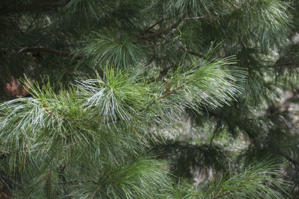 observation image