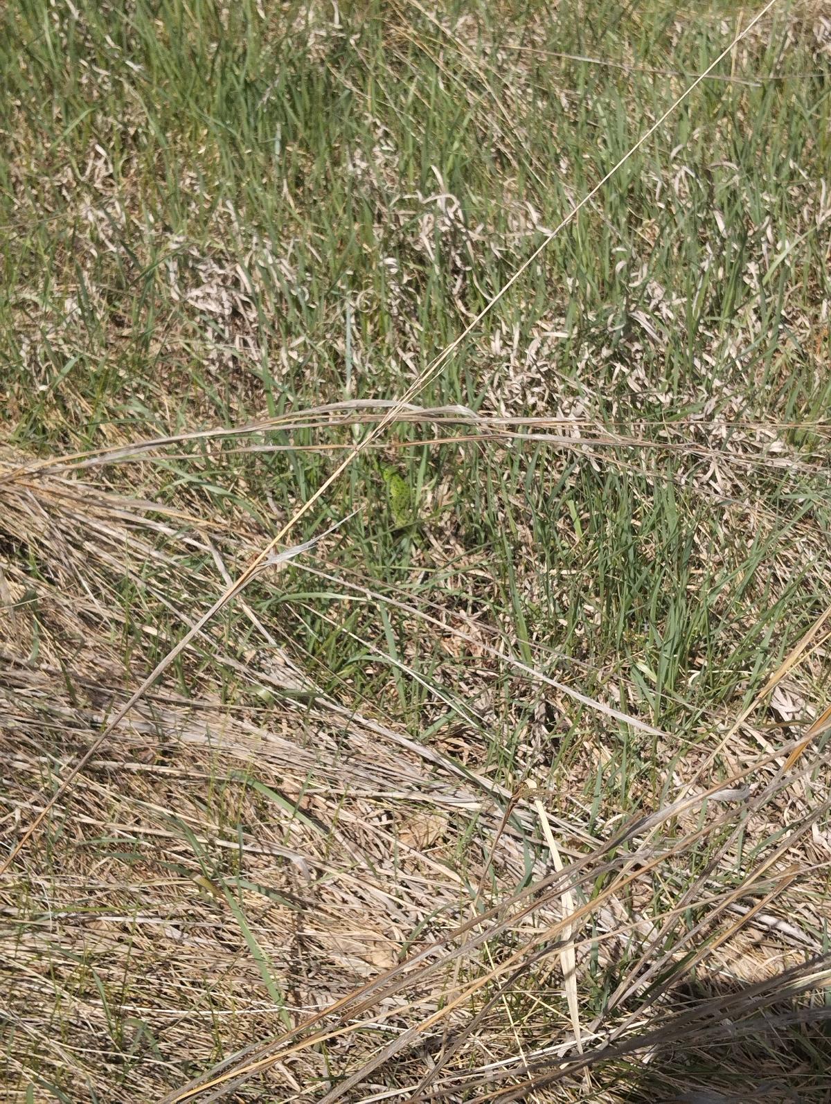 observation image