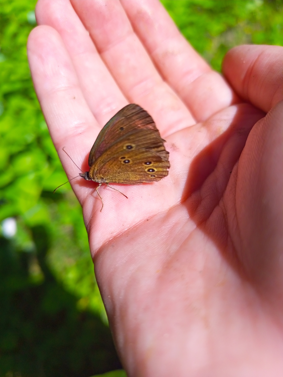 observation image