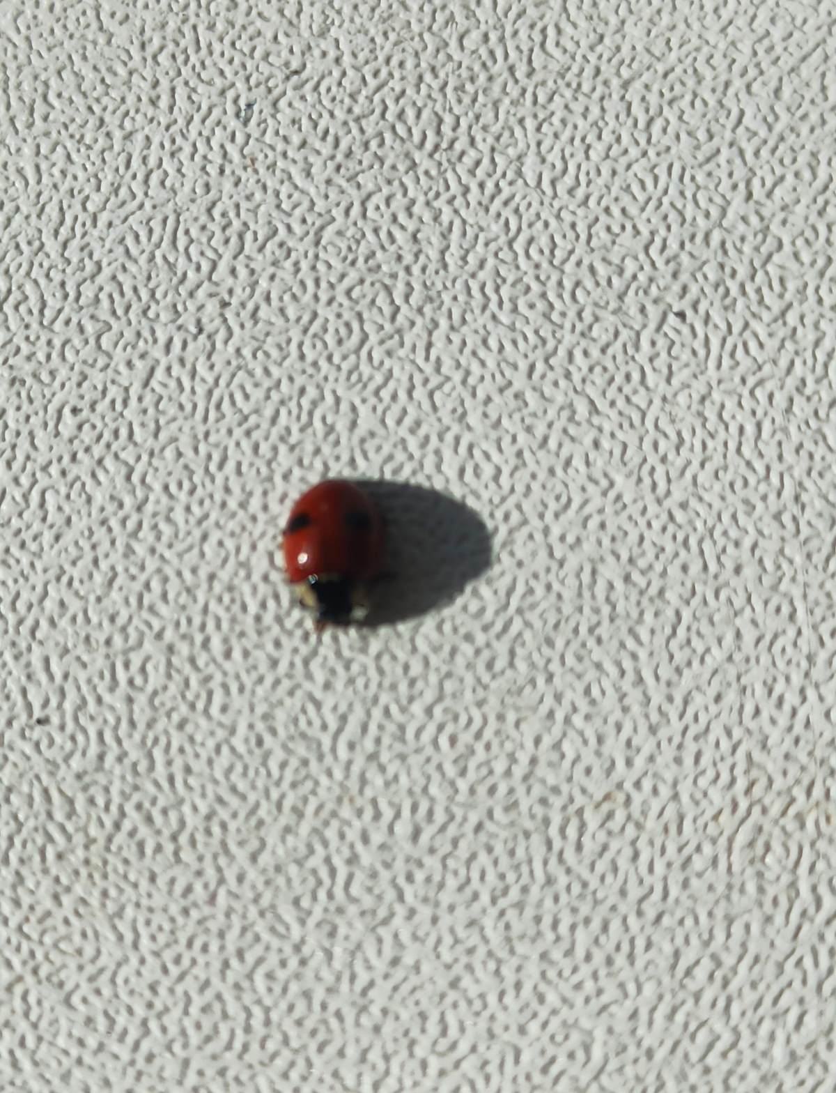 observation image