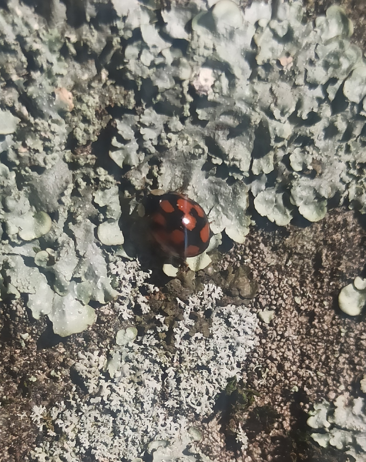 observation image