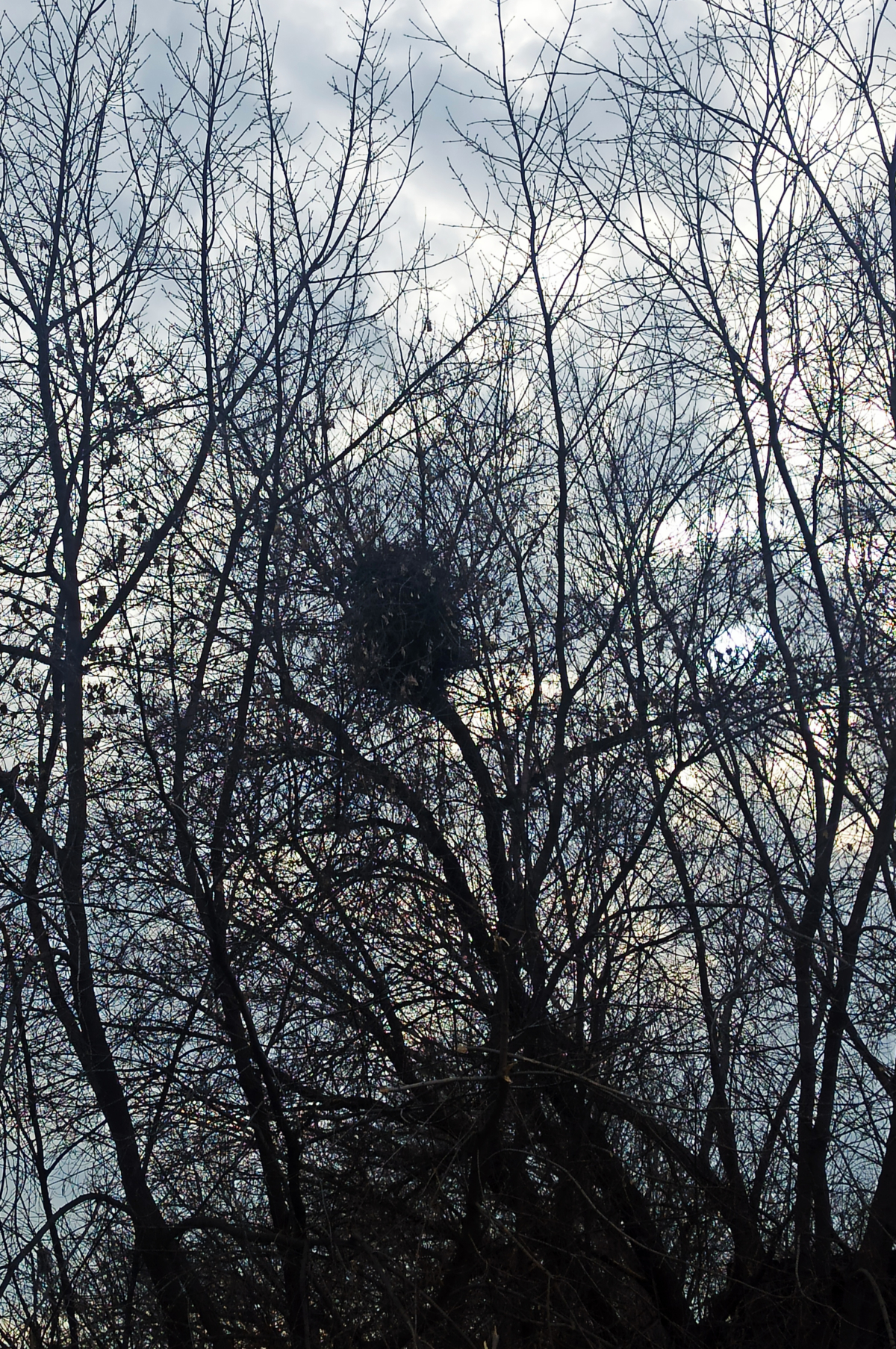 observation image