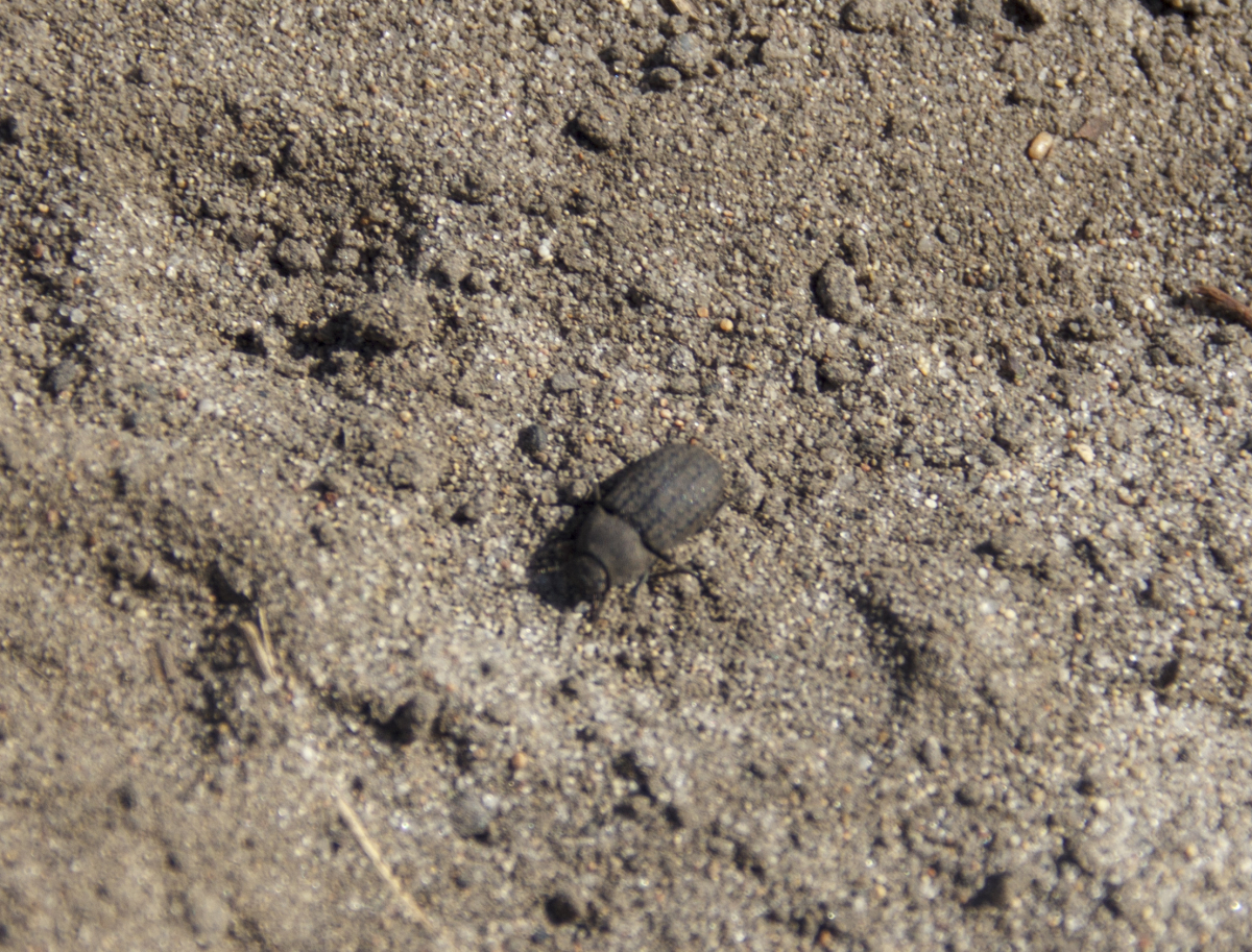 observation image