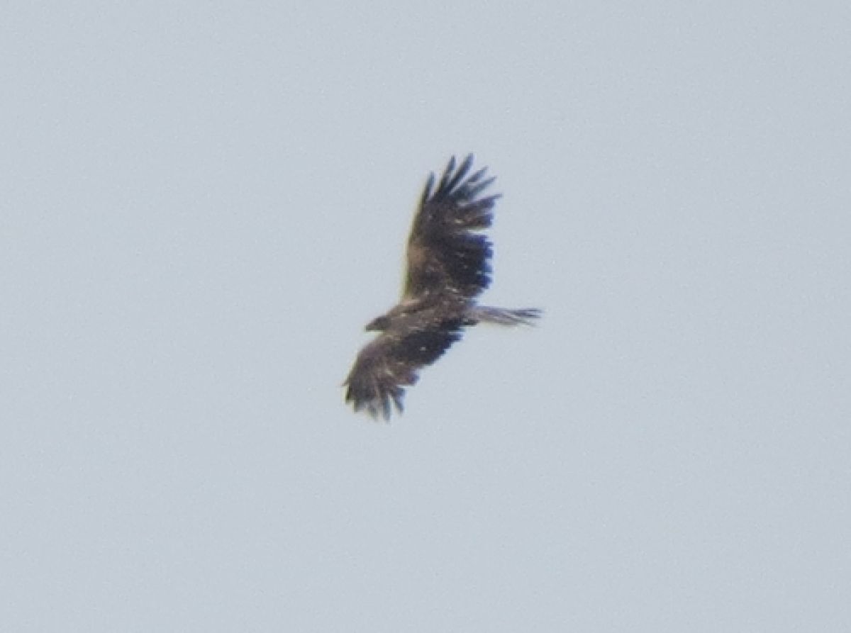 observation image