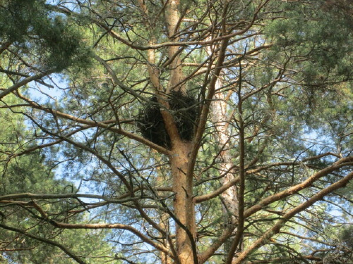 observation image