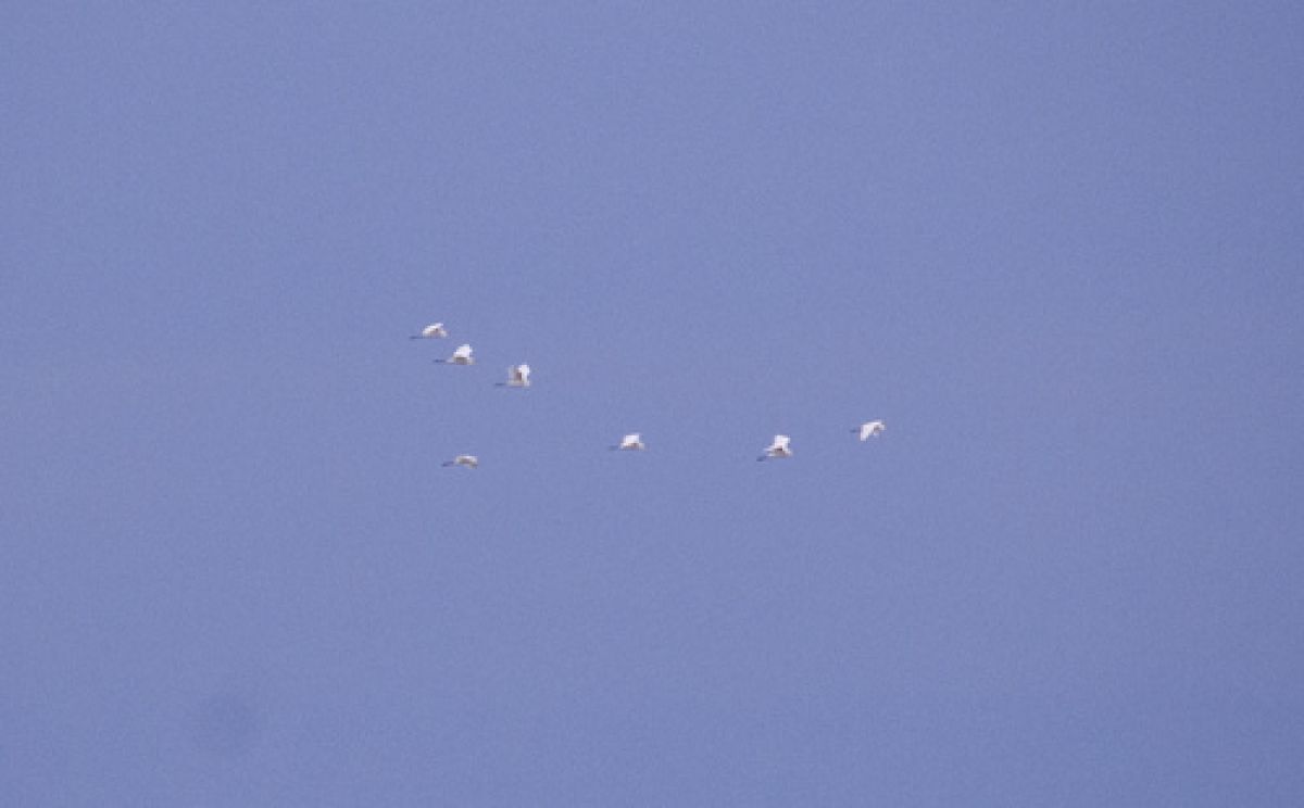 observation image