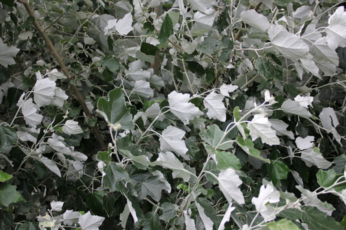 observation image