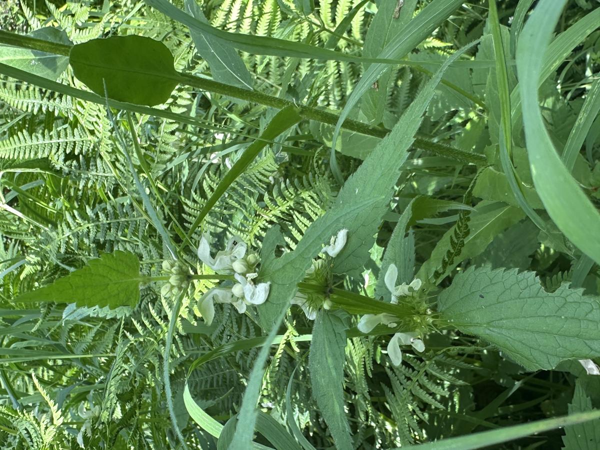 observation image