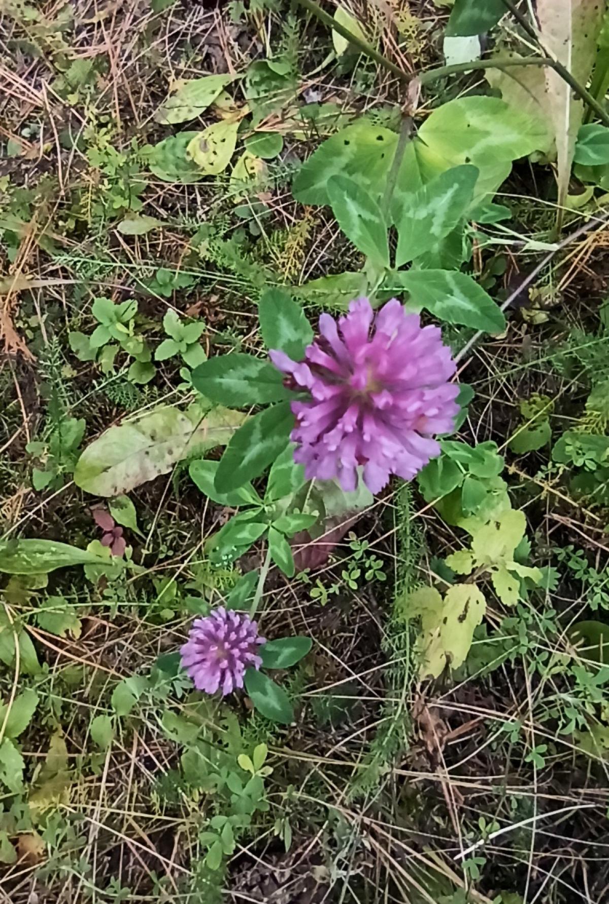 observation image