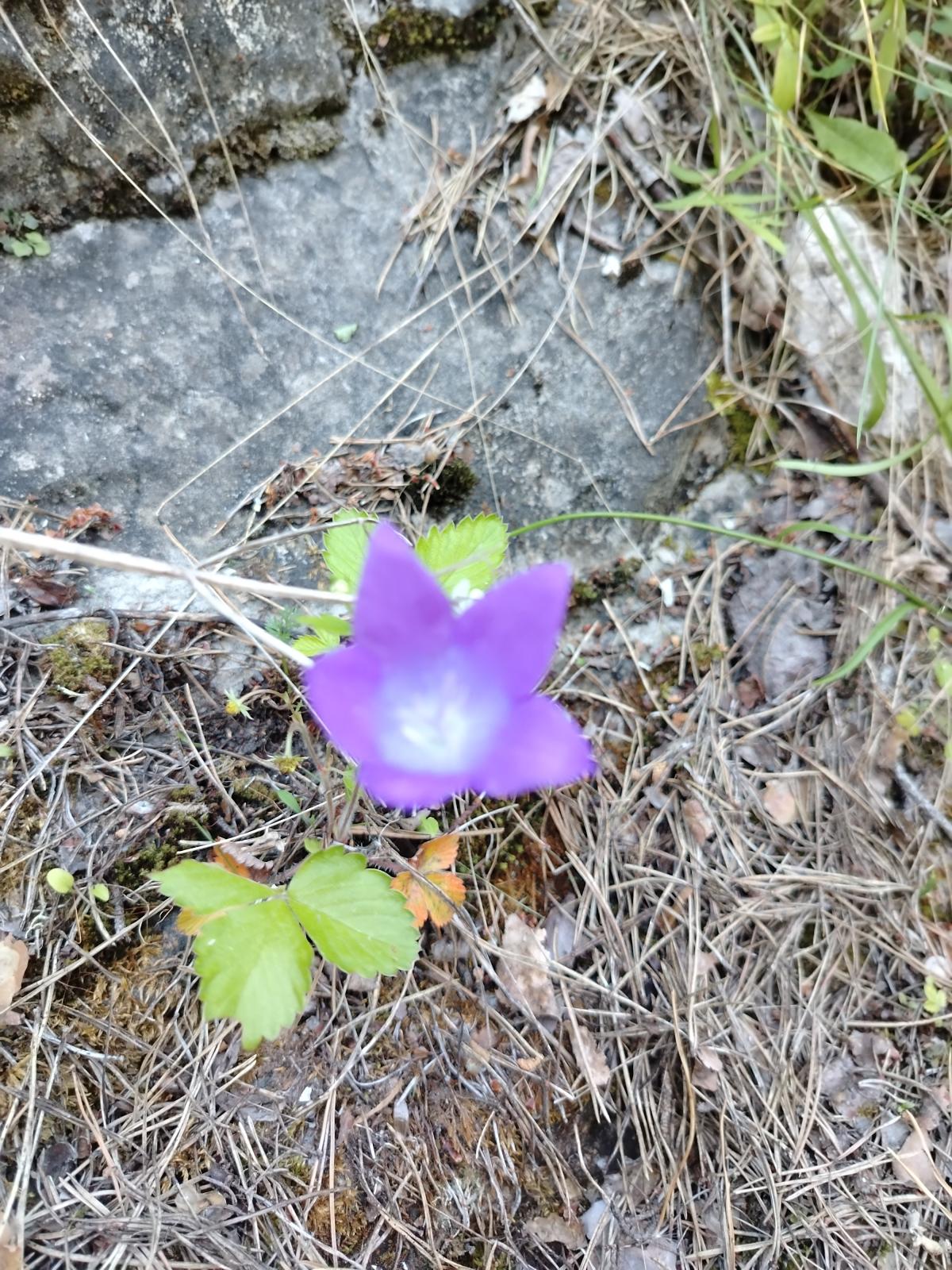 observation image