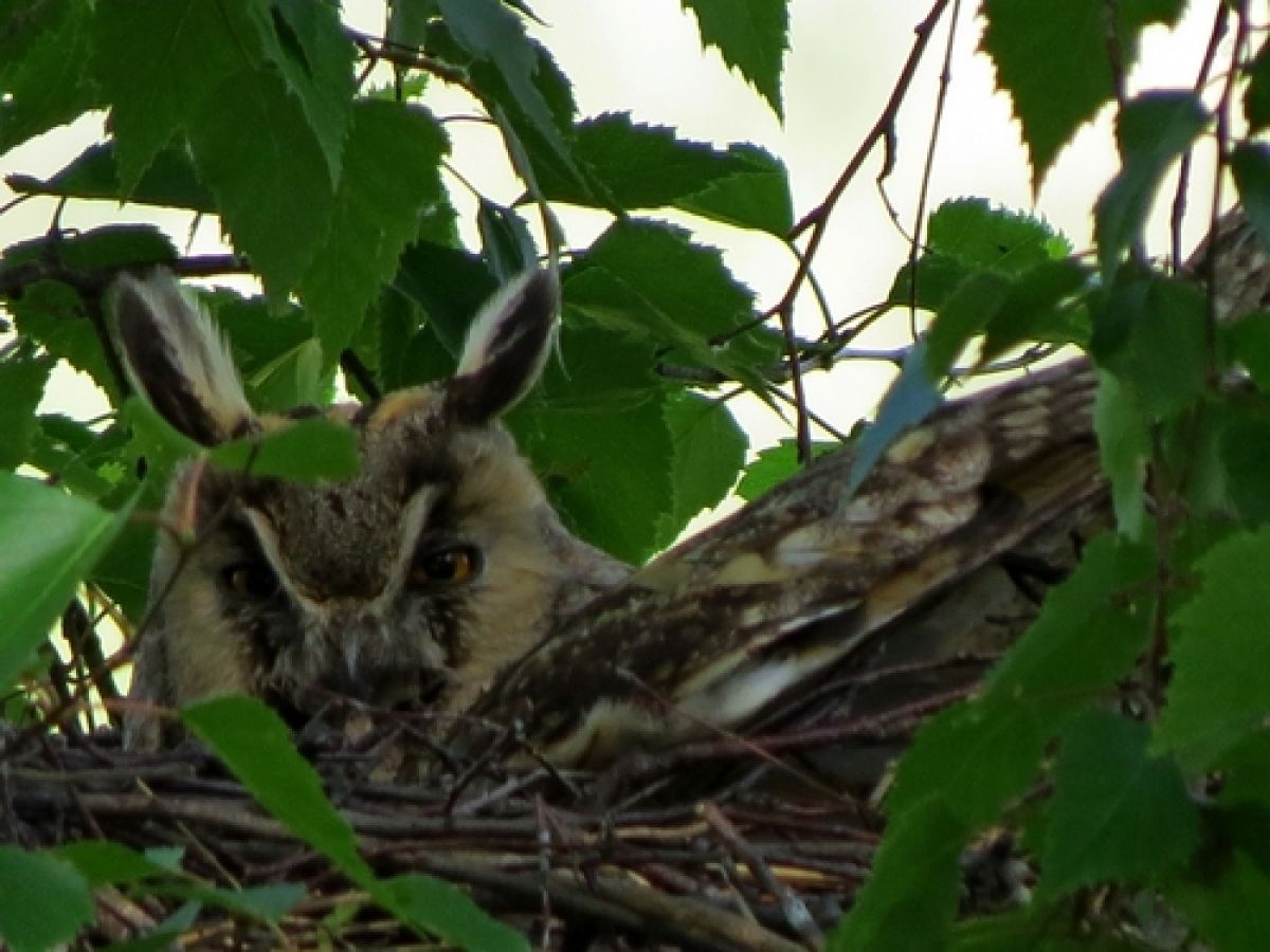 observation image