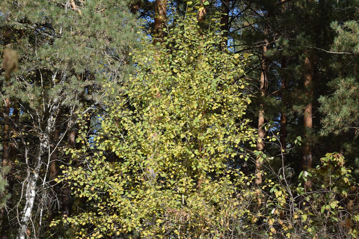 observation image