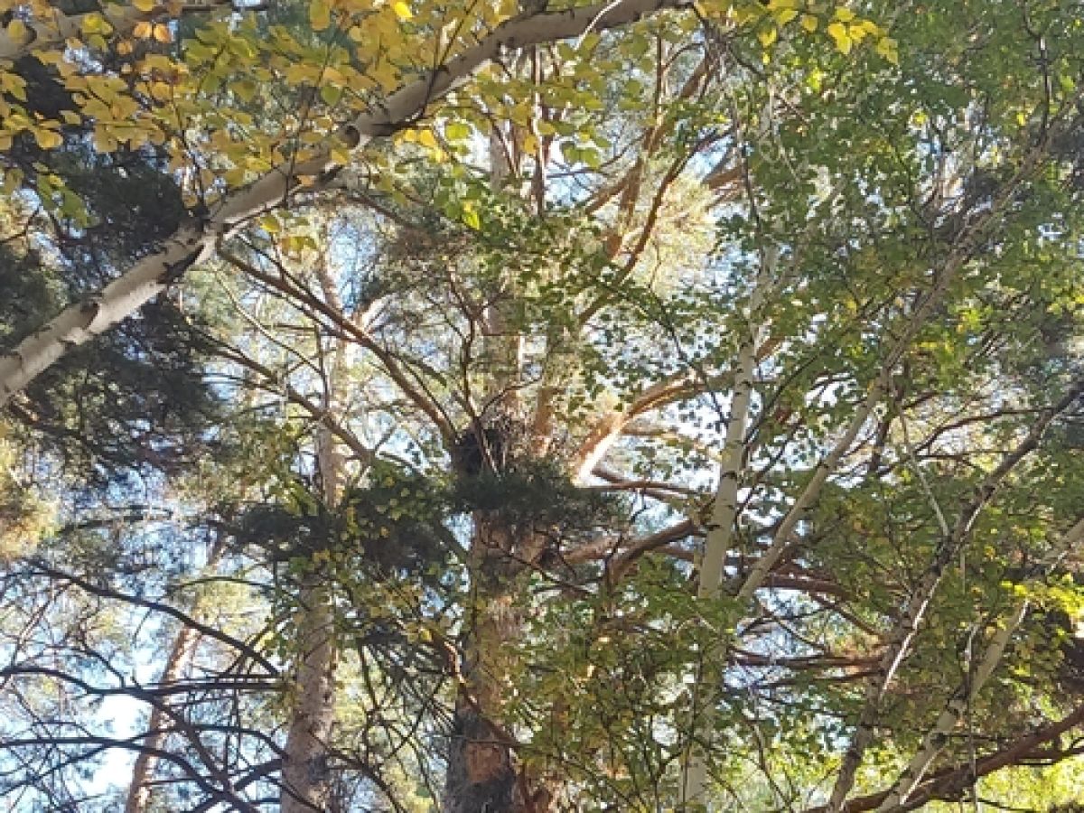 observation image