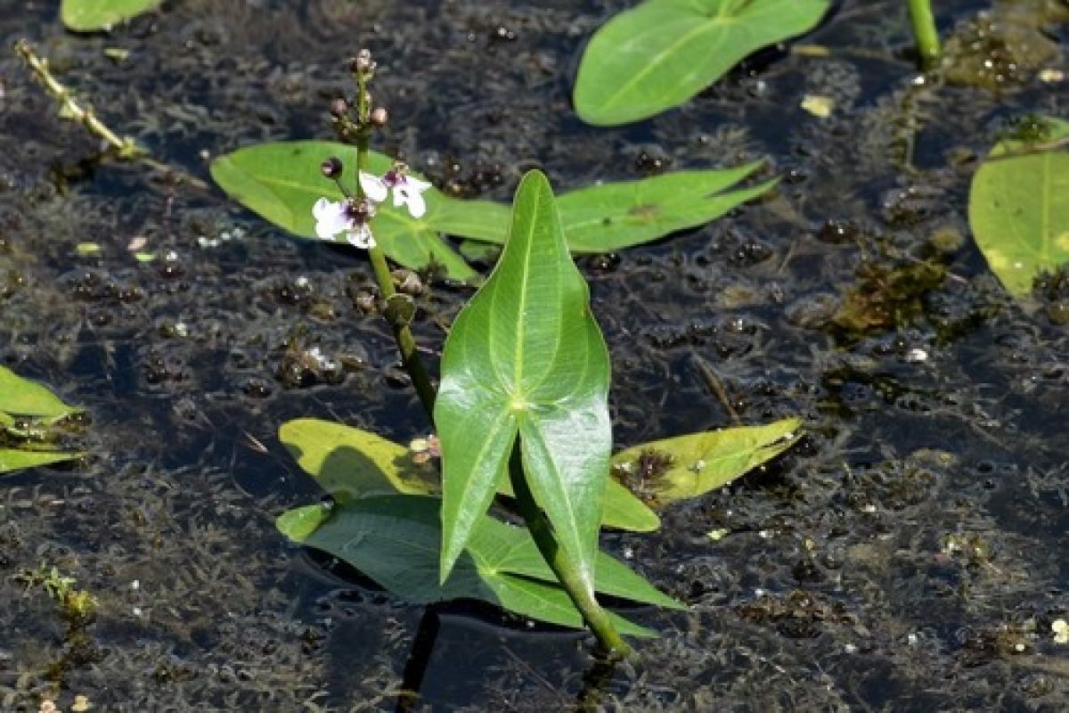 observation image