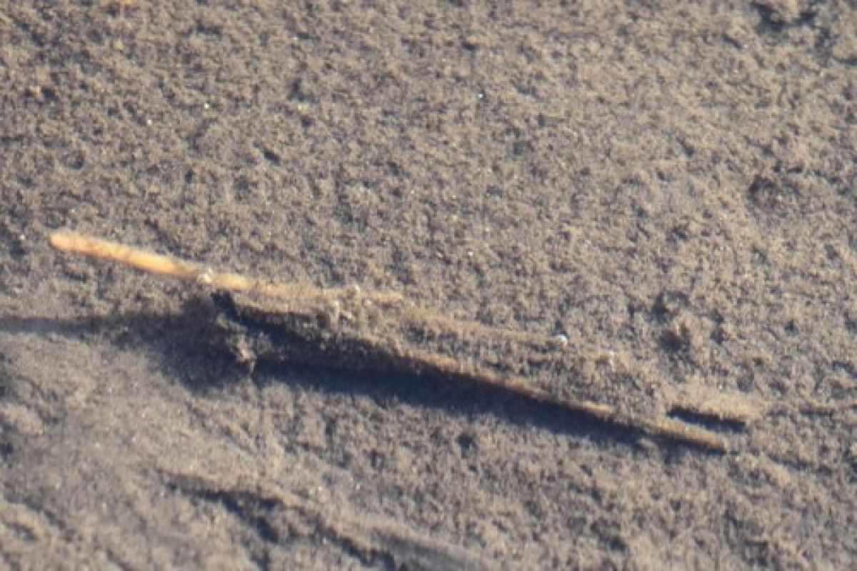 observation image