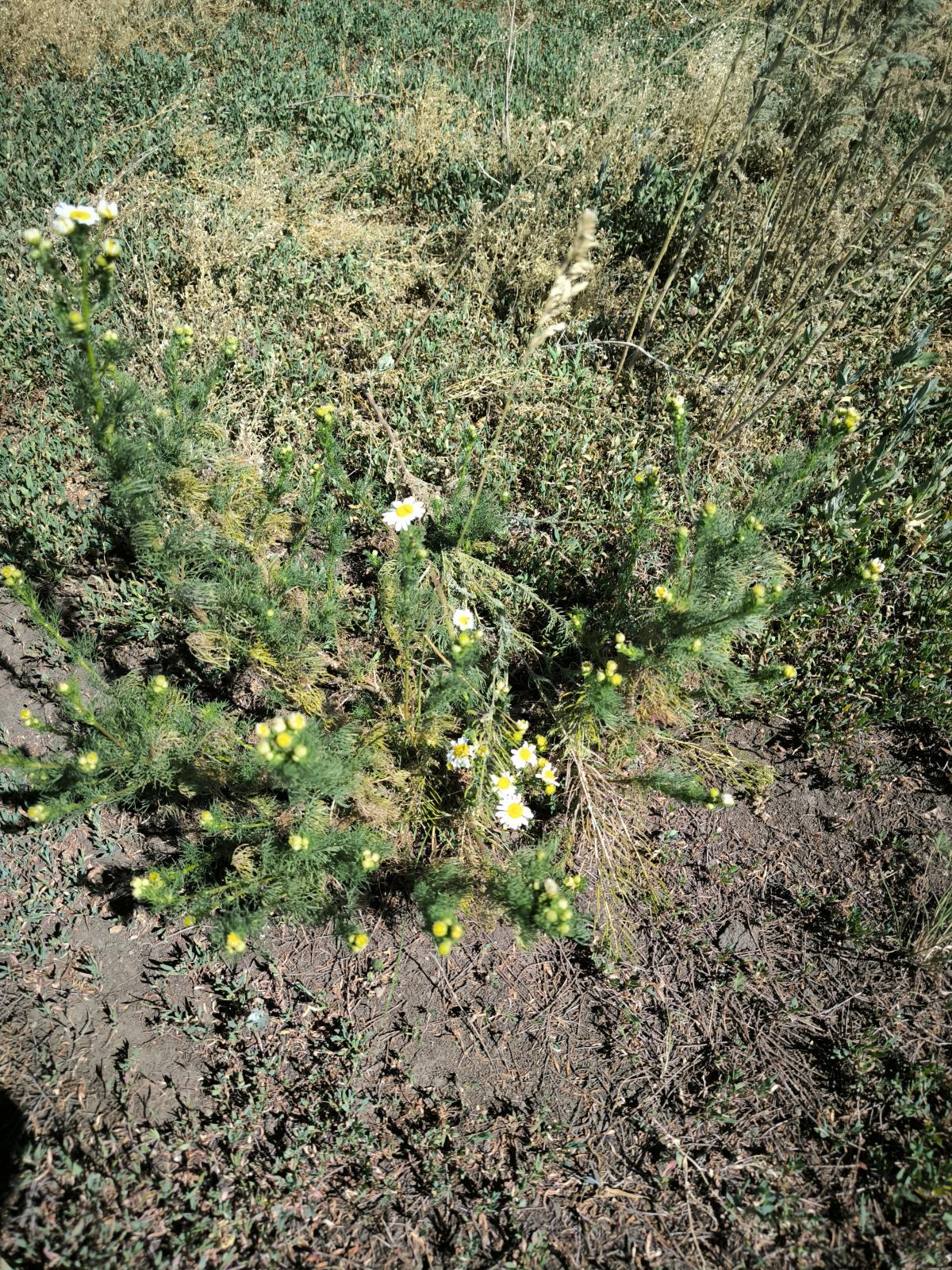 observation image
