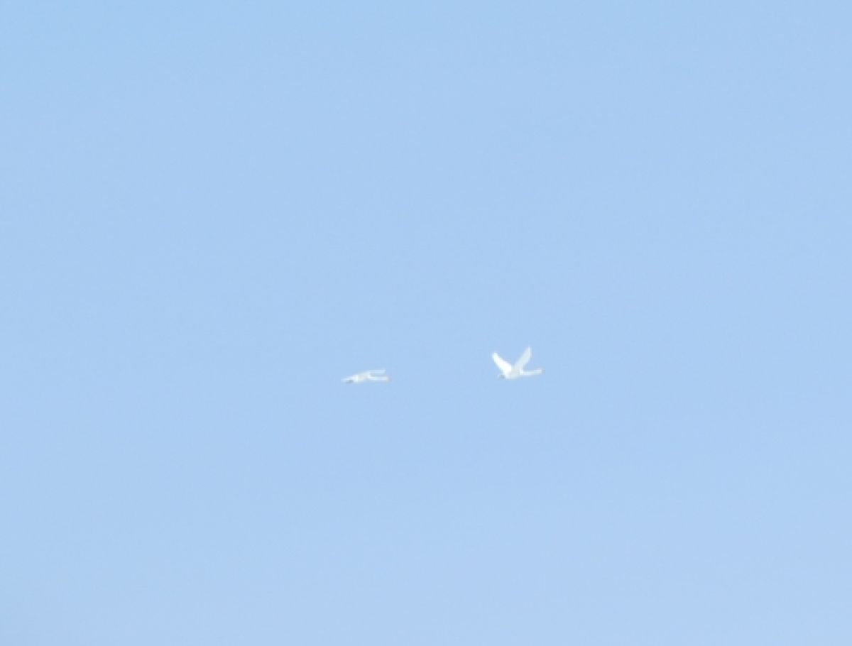 observation image