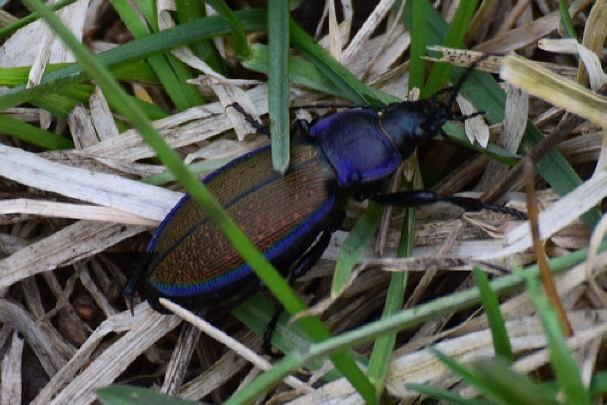 observation image