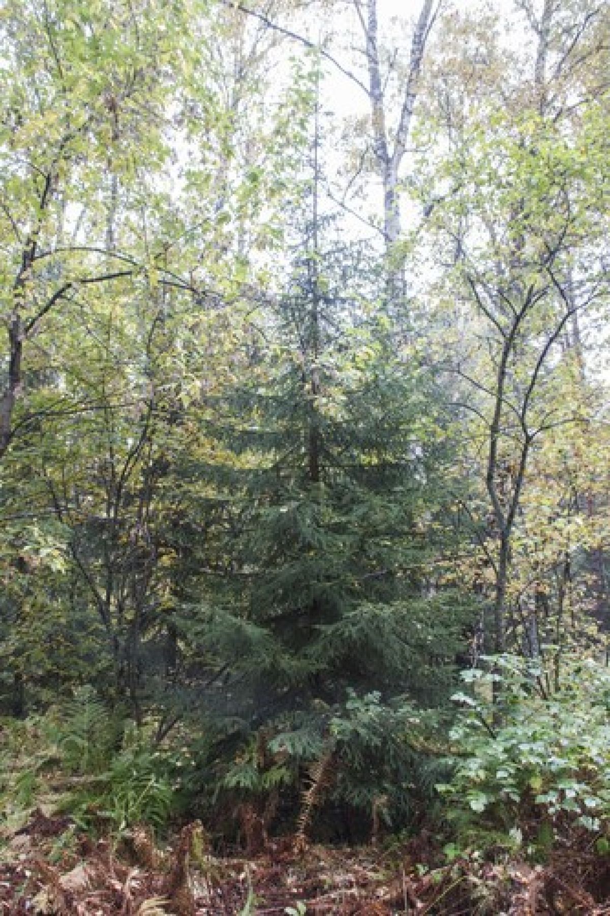 observation image