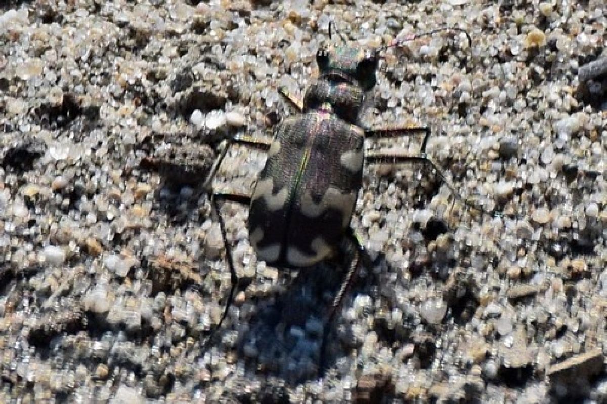 observation image