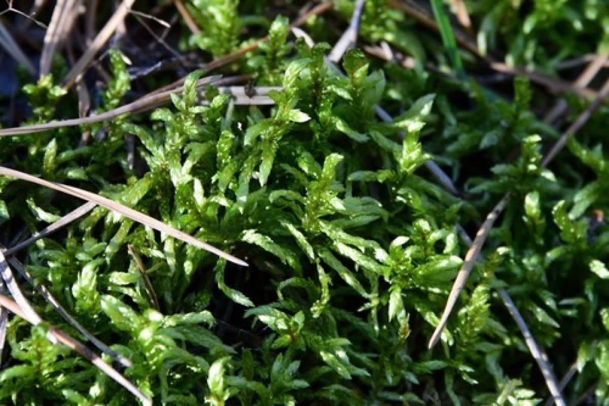 observation image