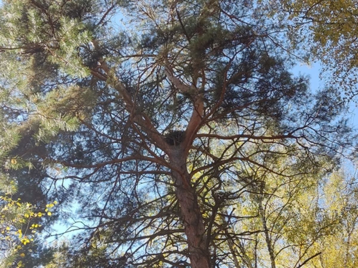 observation image