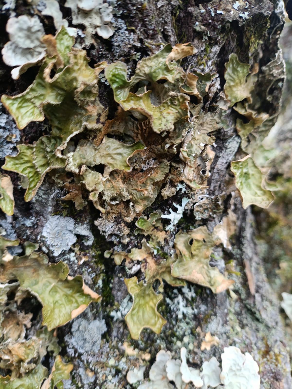 observation image
