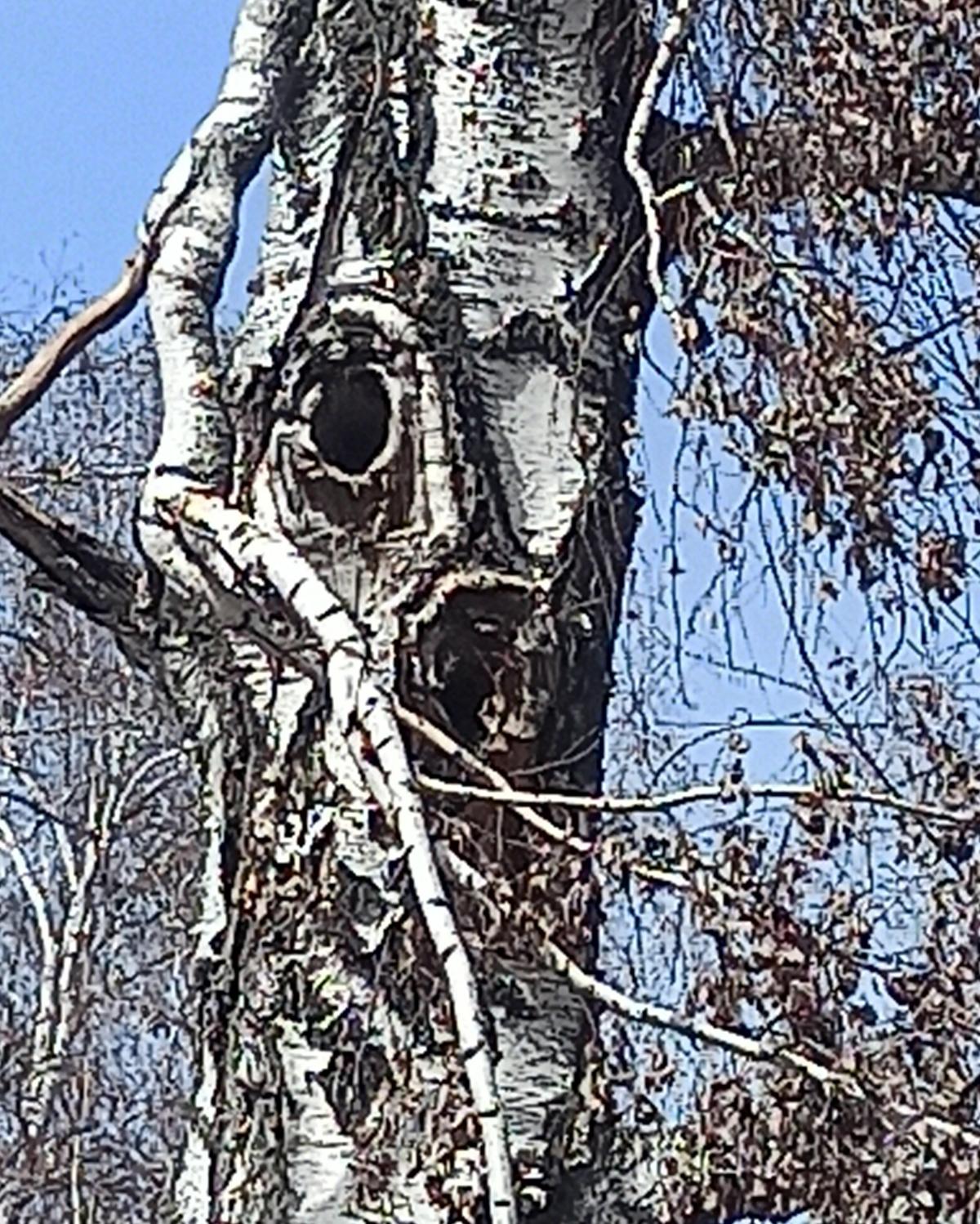 observation image