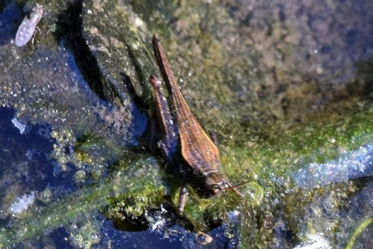 observation image