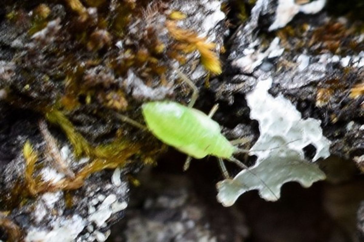 observation image