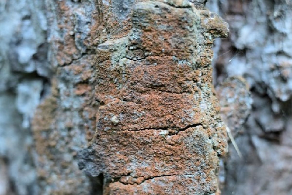observation image