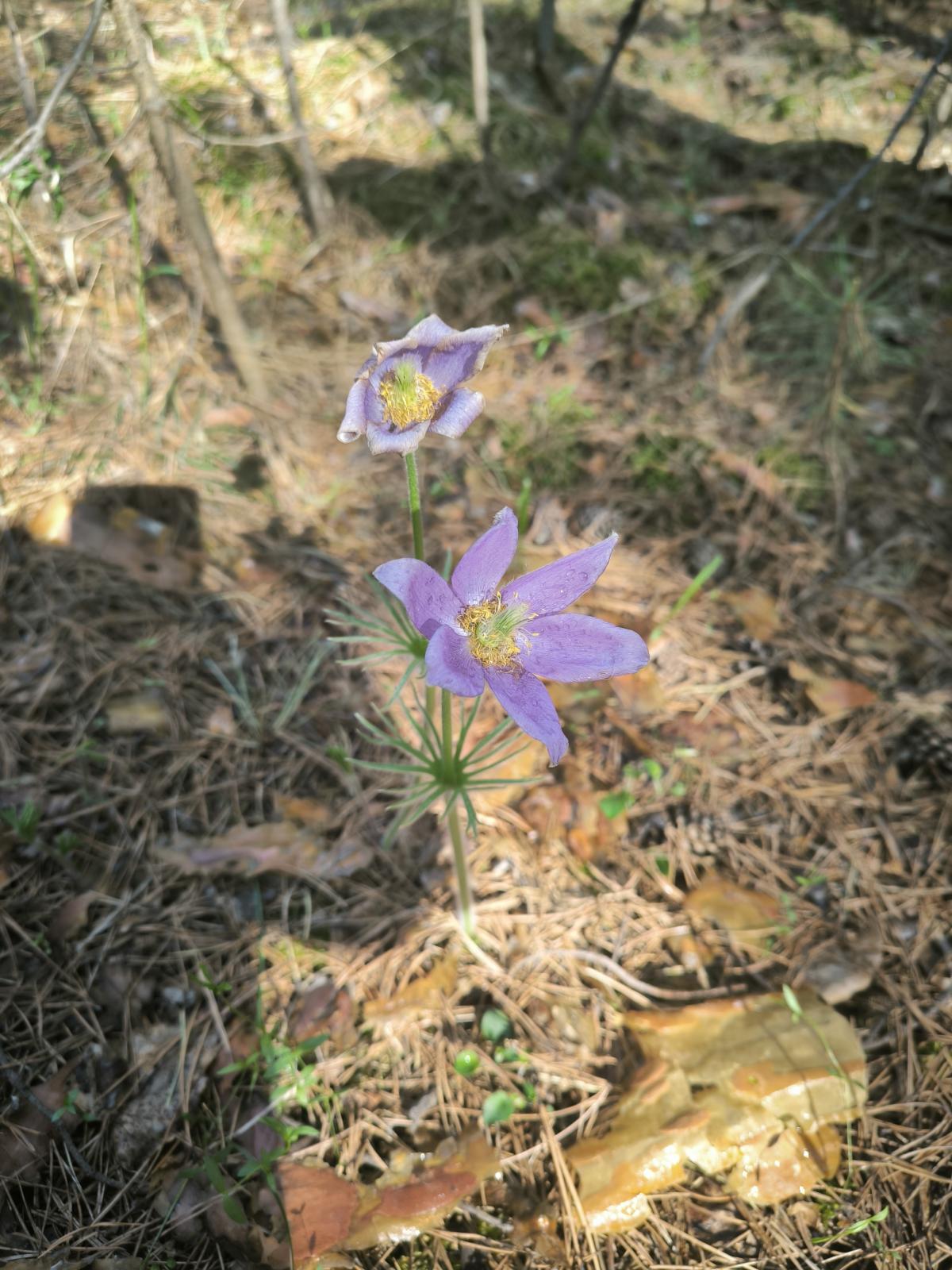 observation image
