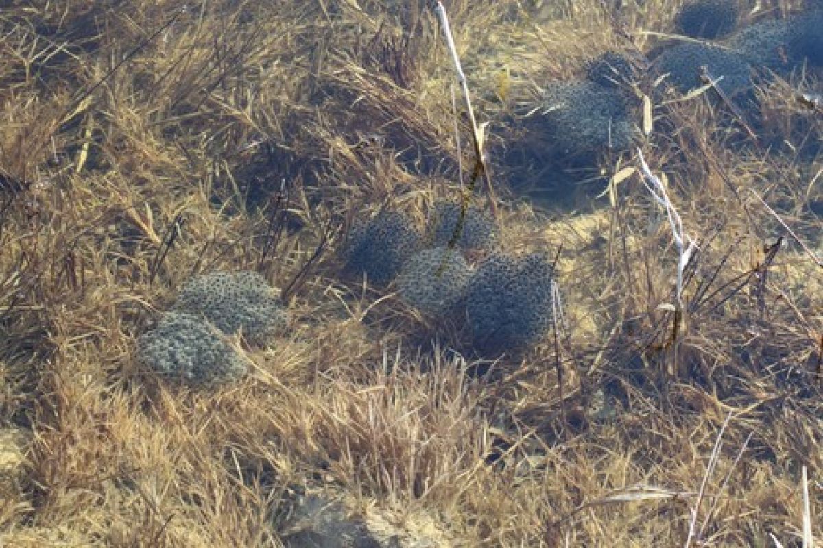 observation image