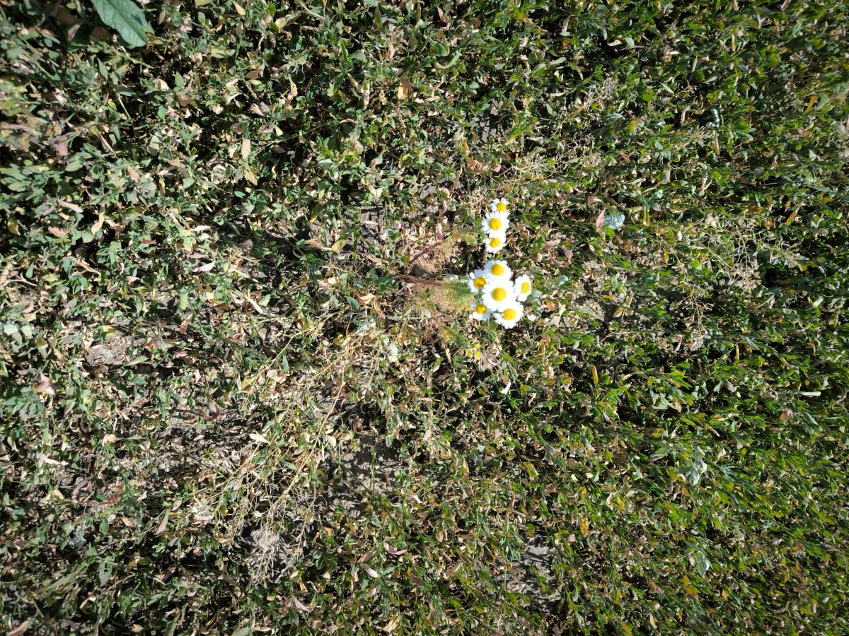 observation image
