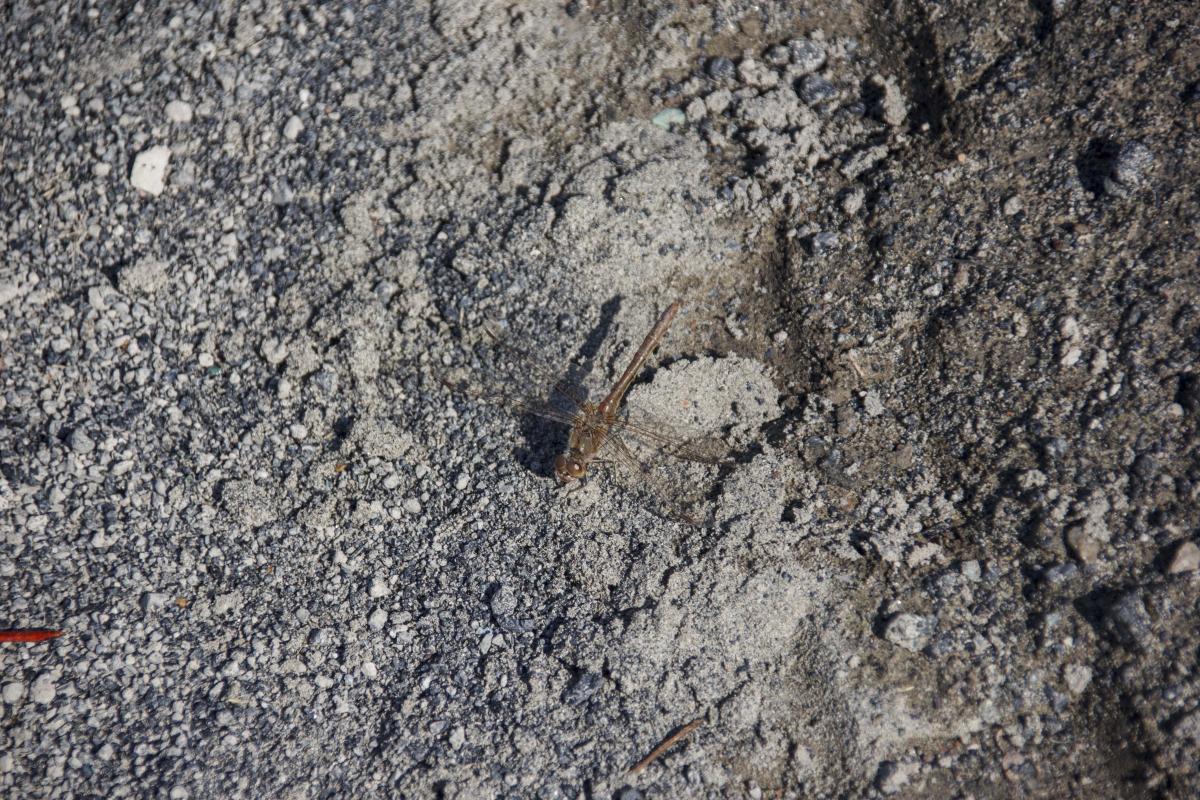 observation image