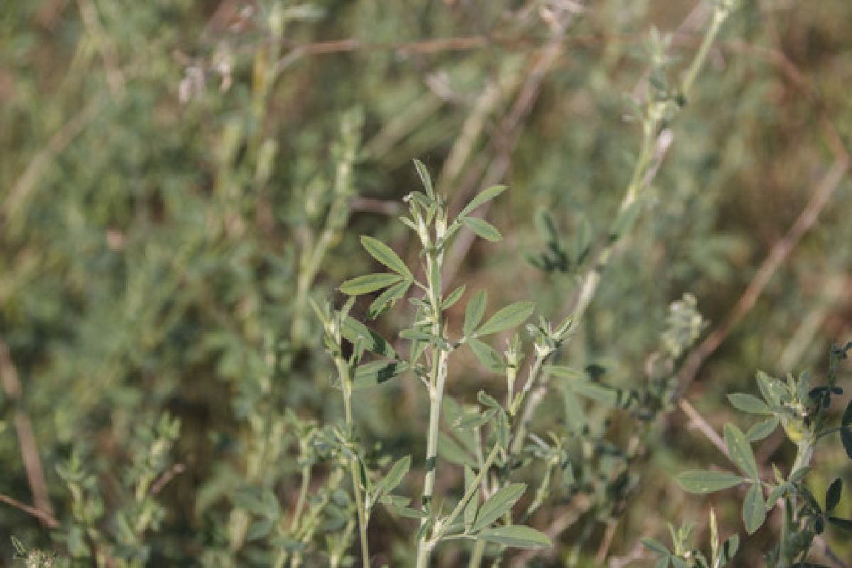 observation image