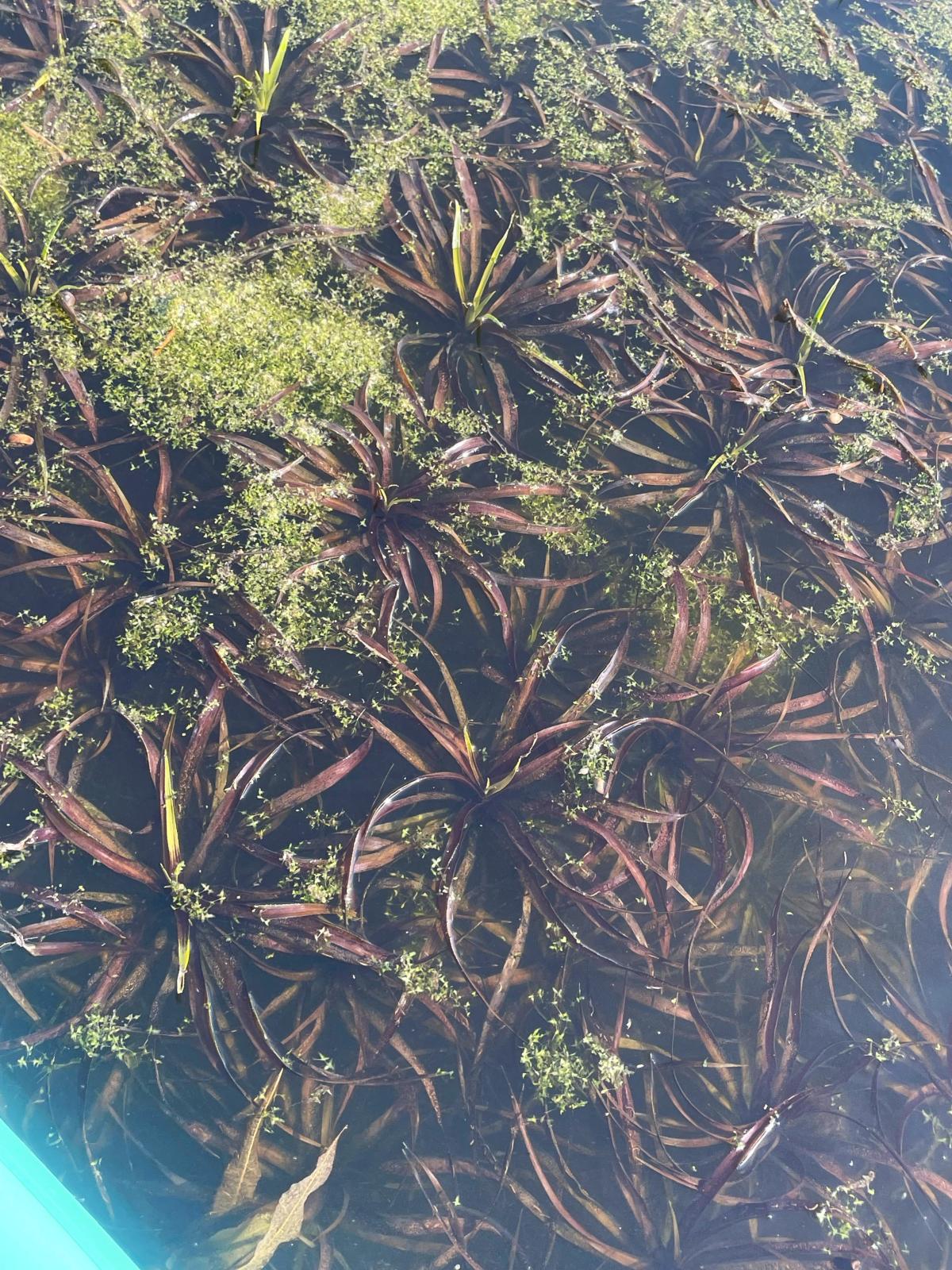 observation image