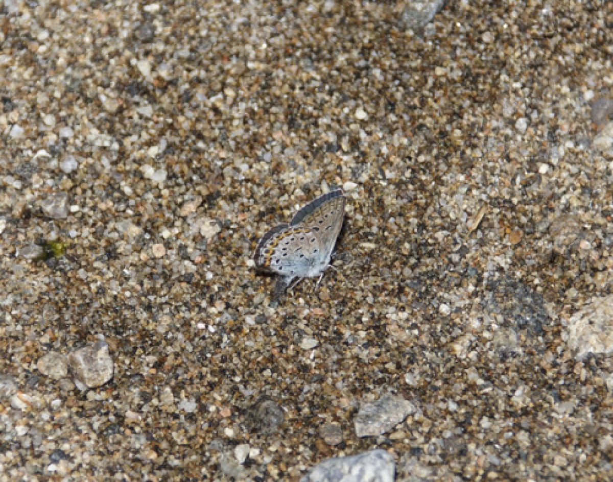 observation image