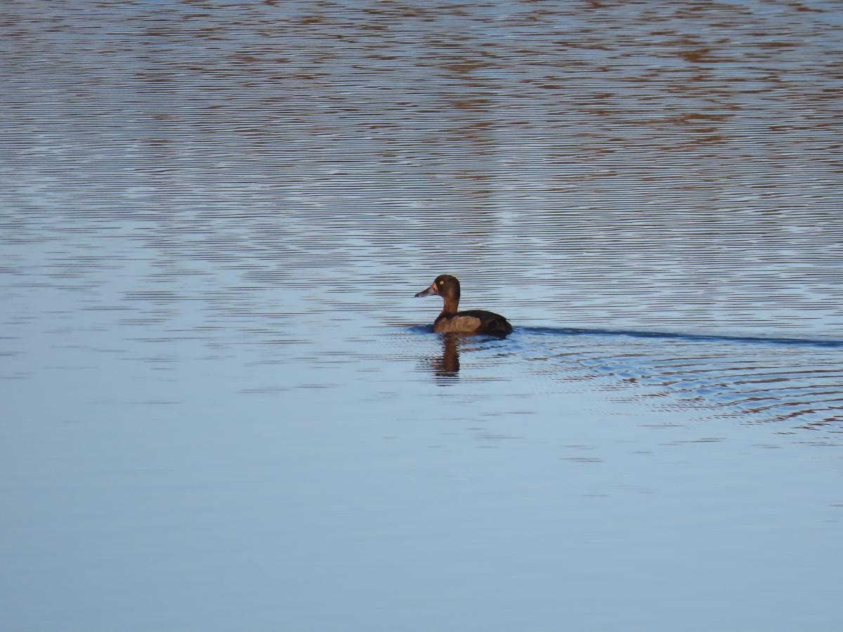 observation image