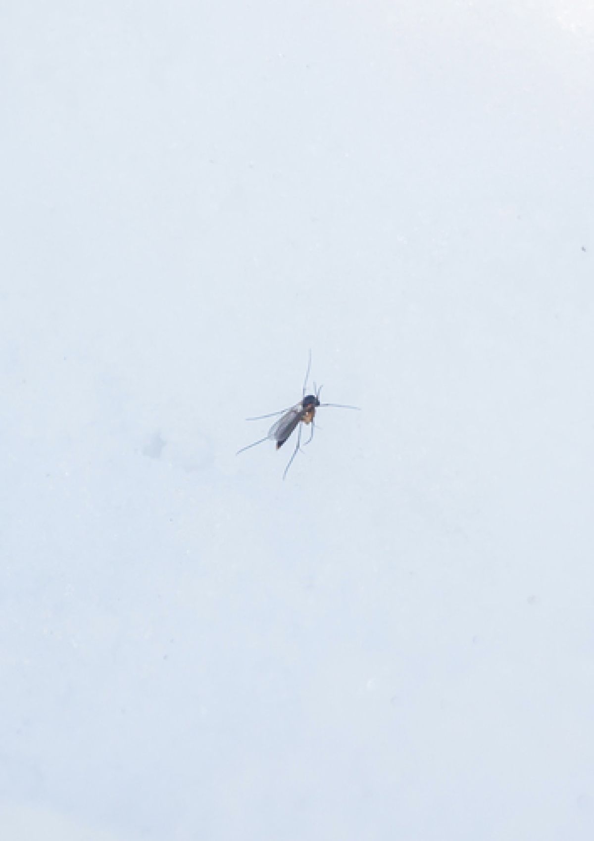 observation image