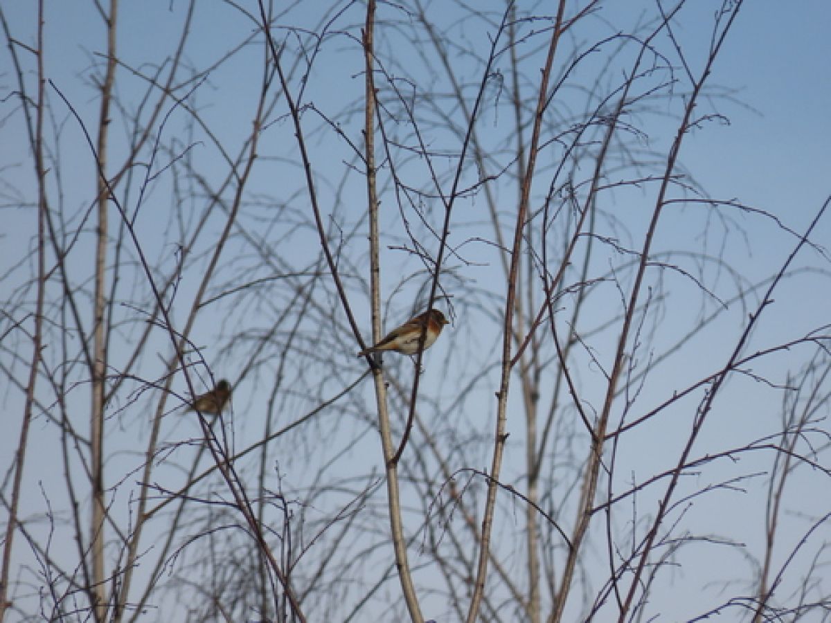 observation image