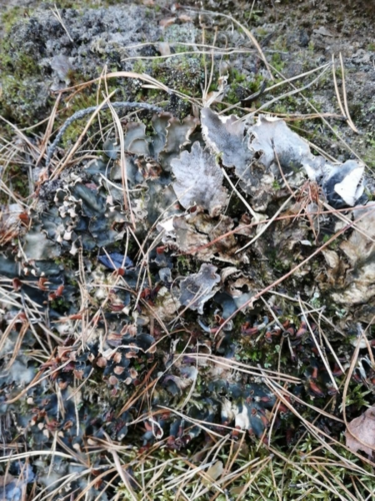 observation image