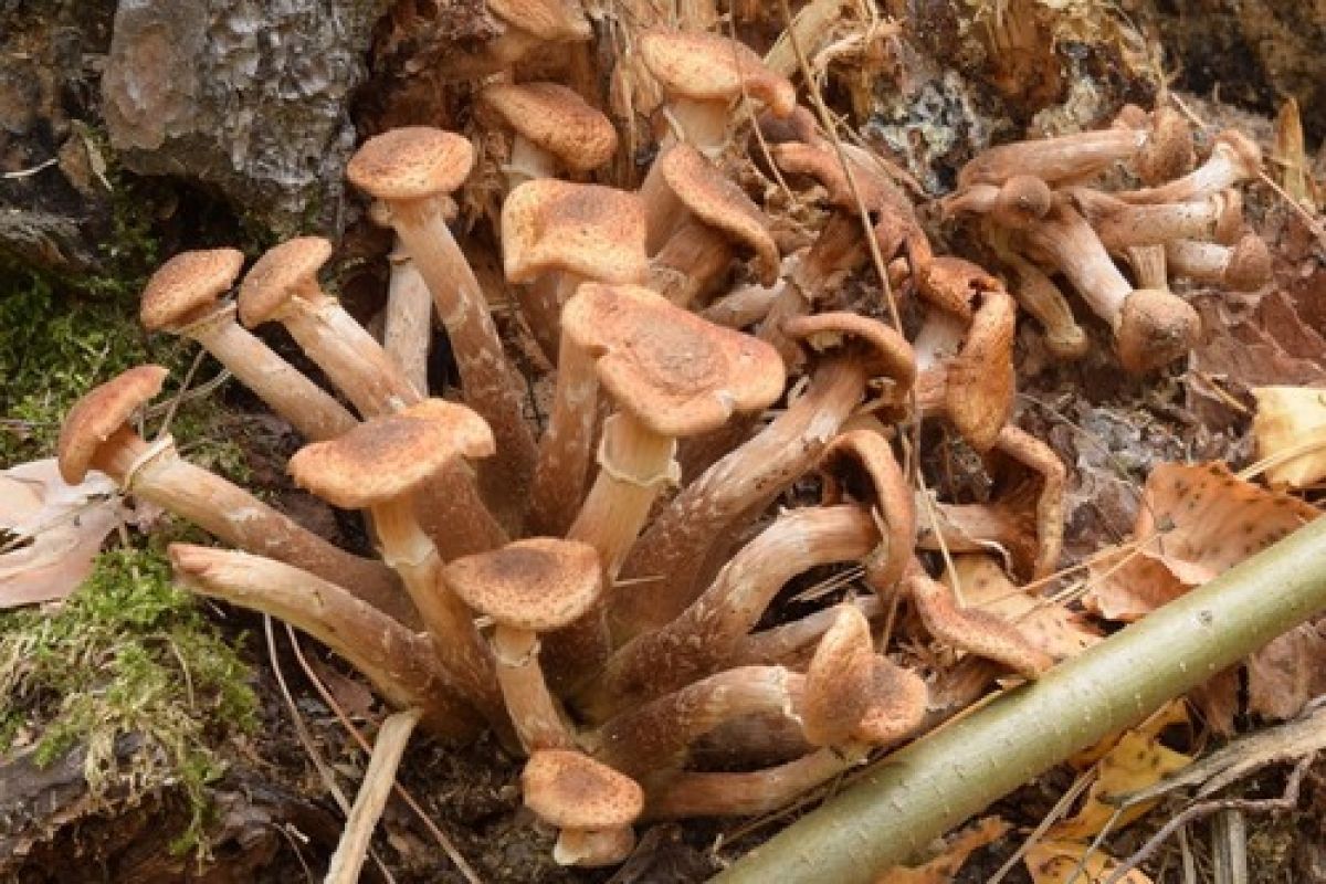observation image
