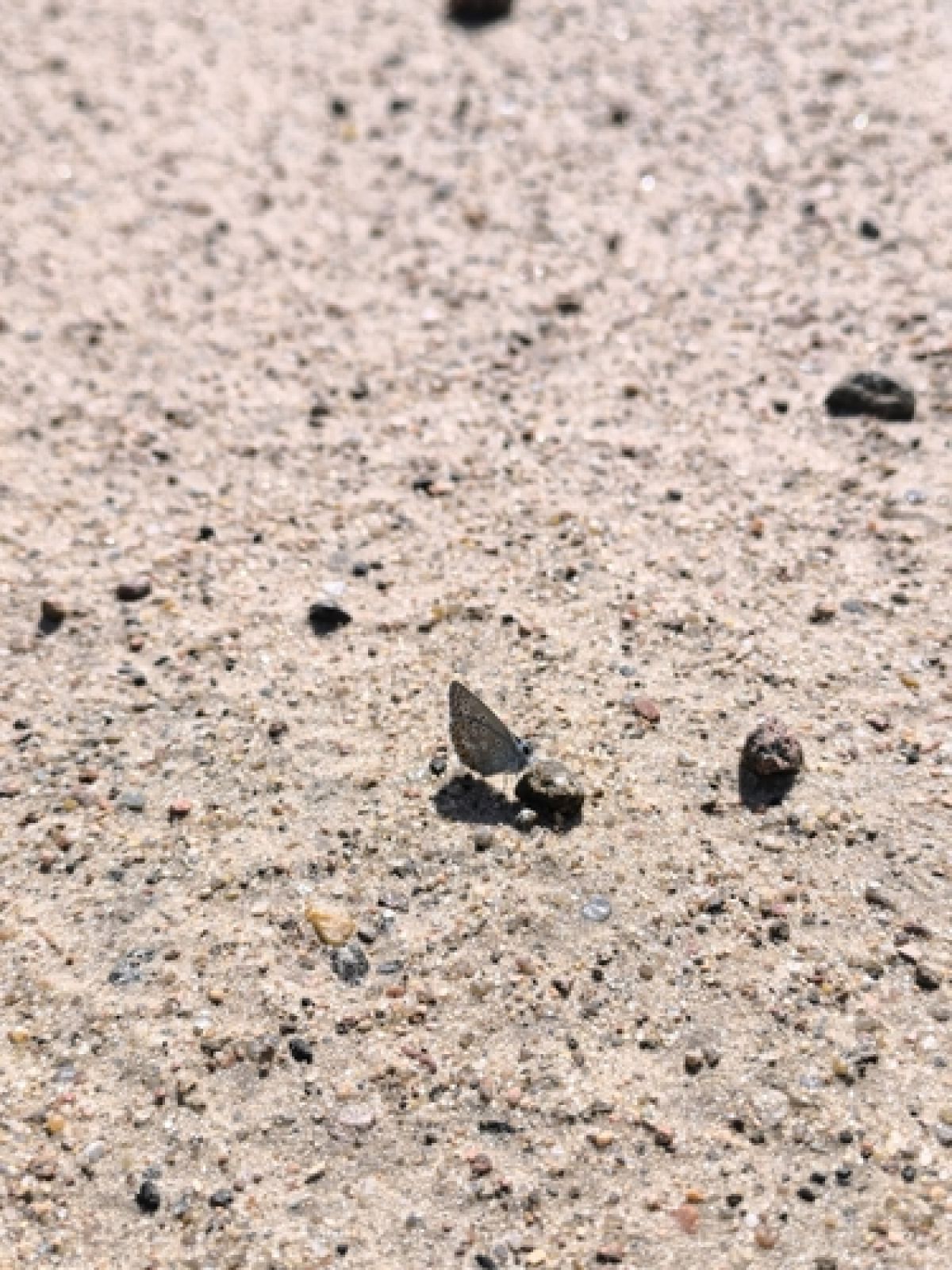 observation image