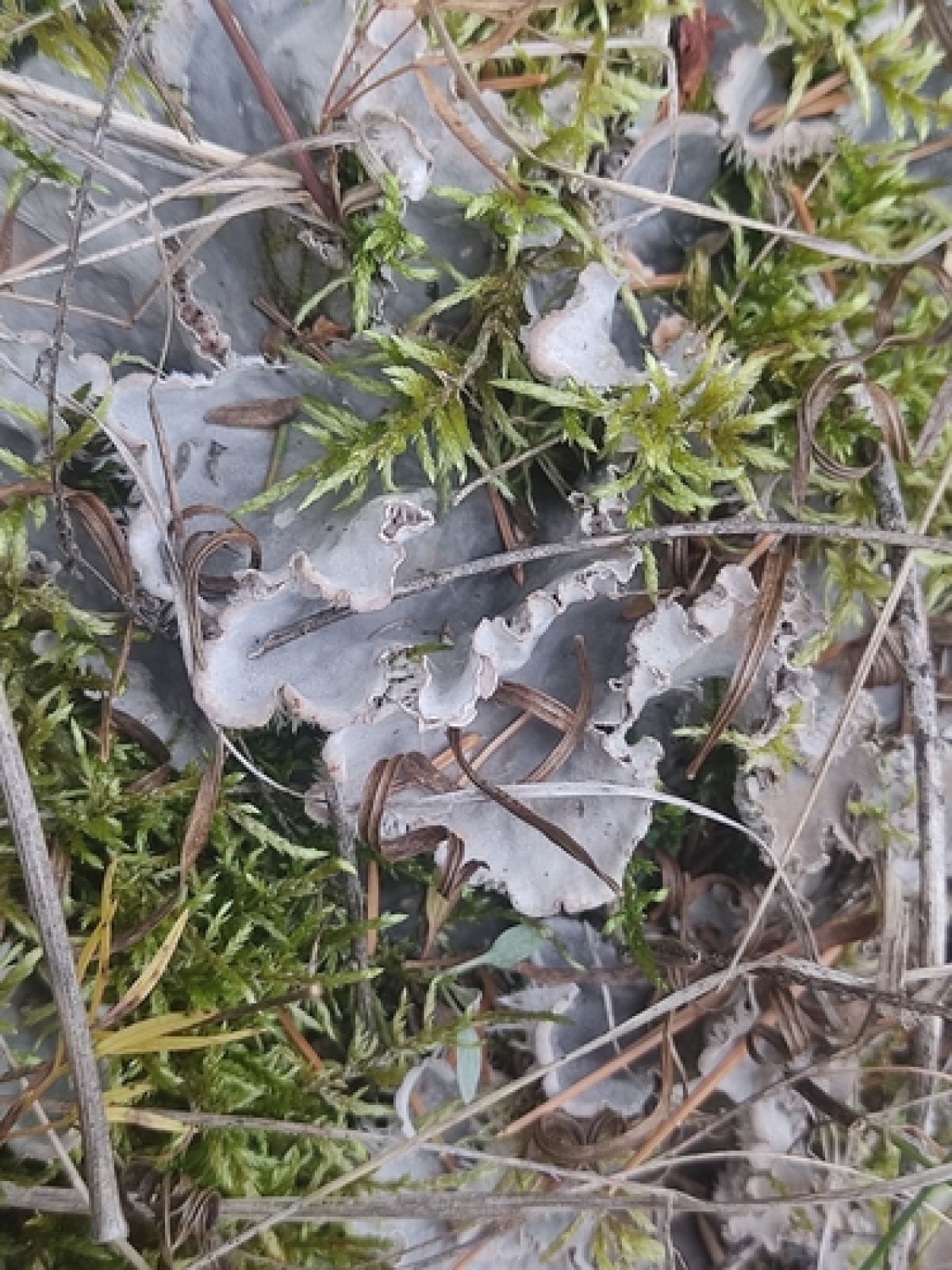 observation image