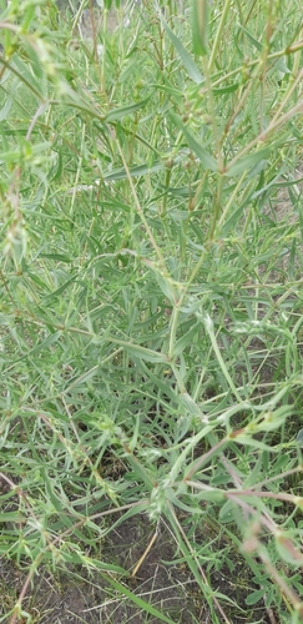 observation image