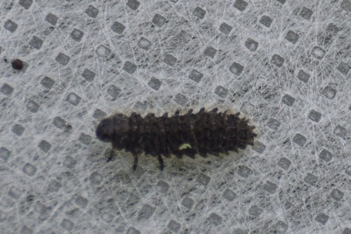 observation image