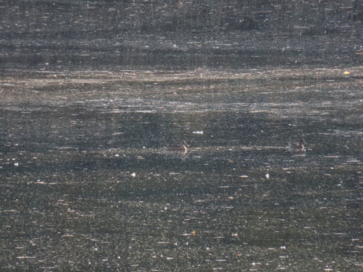 observation image